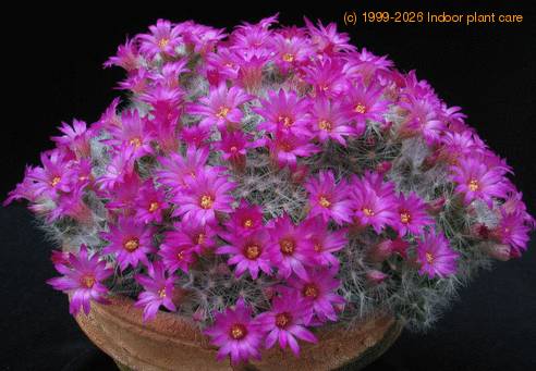 Mammillaria dasyacantha