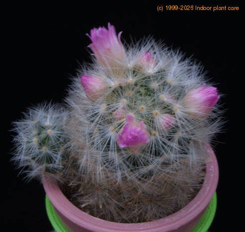 Mammillaria dasyacantha f MOP