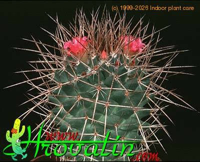 Mammillaria durispina 427