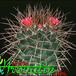 Mammillaria durispina 427