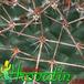Mammillaria durispina thorn 429
