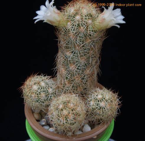 Mammillaria elongata f MOP