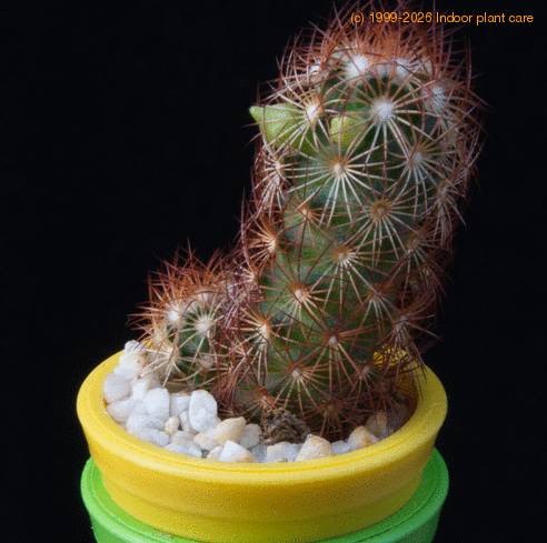 Mammillaria elongata MOP