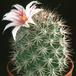 Mammillaria fraileana 135