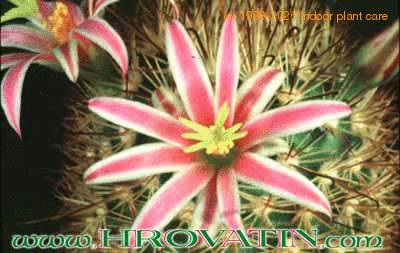 Mammillaria fraileana add1 84