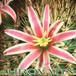 Mammillaria fraileana add1 84