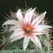 Mammillaria fraileana flower 136