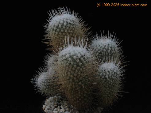 Mammillaria geminispina SIg