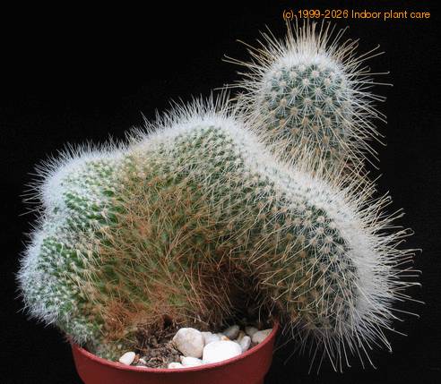 Mammillaria geminispina v. nobilis f. cristata 1