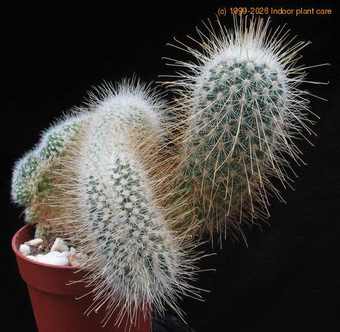 Mammillaria geminispina v. nobilis f. cristata 2