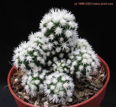 Mammillaria gracilis -Snow-
