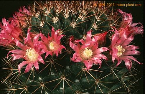 Mammillaria heeriana SIf