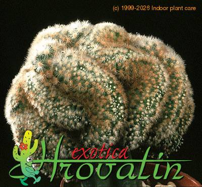 Mammillaria laui cristata 480