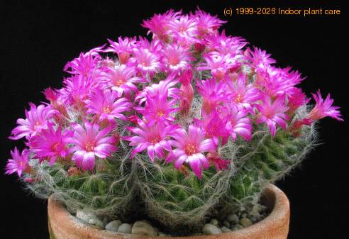 Mammillaria laui new