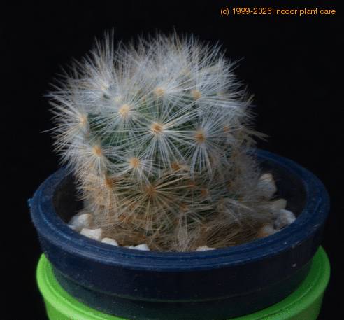 Mammillaria lauii MOP