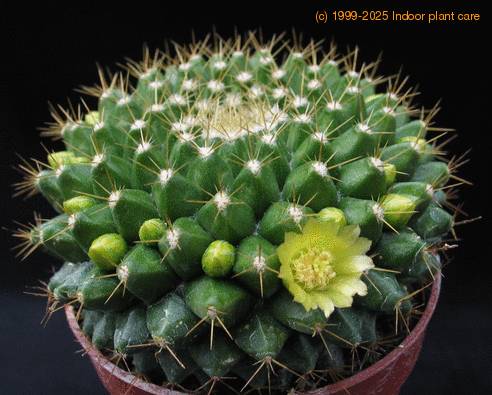 Mammillaria marksiana 2