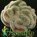 Mammillaria matudae cristata 508