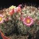 Mammillaria microhelia 1