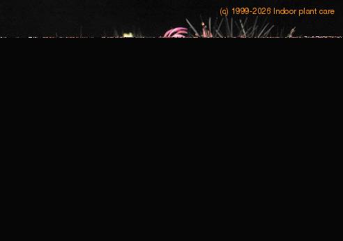 Mammillaria microhelia 1