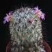 Mammillaria microhelia 4