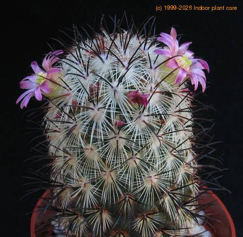 Mammillaria microhelia 4