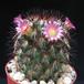 Mammillaria microhelia 5