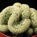 Mammillaria microhelia f. cristata 2