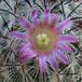 Mammillaria microhelia SIf