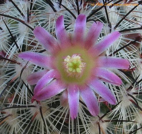 Mammillaria microhelia SIf