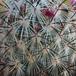 Mammillaria microhelia SIt