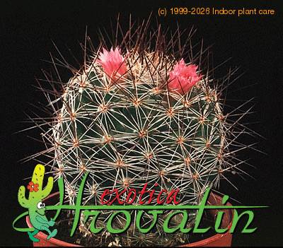 Mammillaria morcusiana hybrid 465