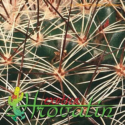 Mammillaria morcusiana hybrid thorn 467