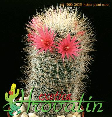 Mammillaria nazasensis v roseiflora 454