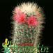 Mammillaria nazasensis v roseiflora 454