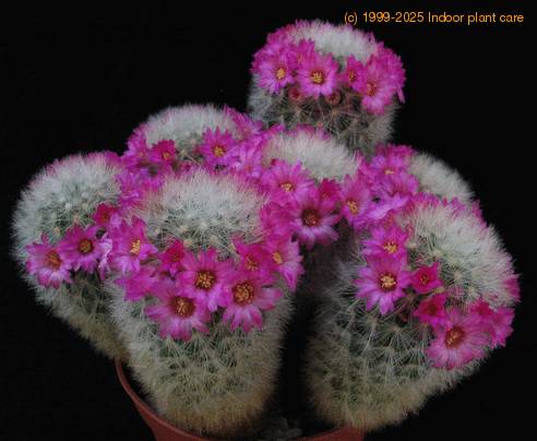 Mammillaria nazasensis v. roseiflora