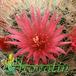 Mammillaria nazasensis v roseiflora flower 455