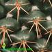 Mammillaria pettersonii thorn 646