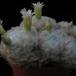 Mammillaria plumosa 1