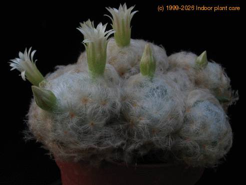 Mammillaria plumosa 1
