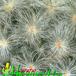Mammillaria plumosa thorn 350