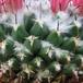 Mammillaria priesnitzii 1