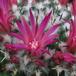 Mammillaria priesnitzii 2