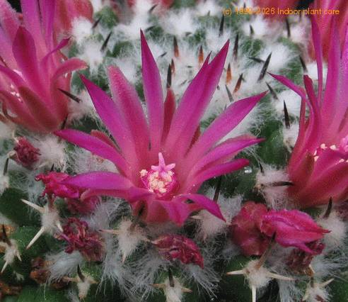 Mammillaria priesnitzii 2