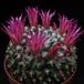 Mammillaria priesnitzii 3