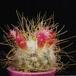 Mammillaria rekoi leptacantha BM3