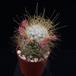Mammillaria rekoi leptacantha BM5