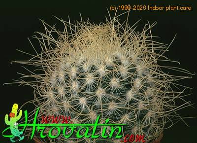 Mammillaria rekoi v aureispina 418