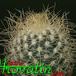 Mammillaria rekoi v aureispina 418