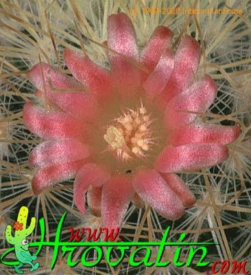 Mammillaria rekoi v aureispina flower 419