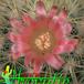 Mammillaria rekoi v aureispina flower 419